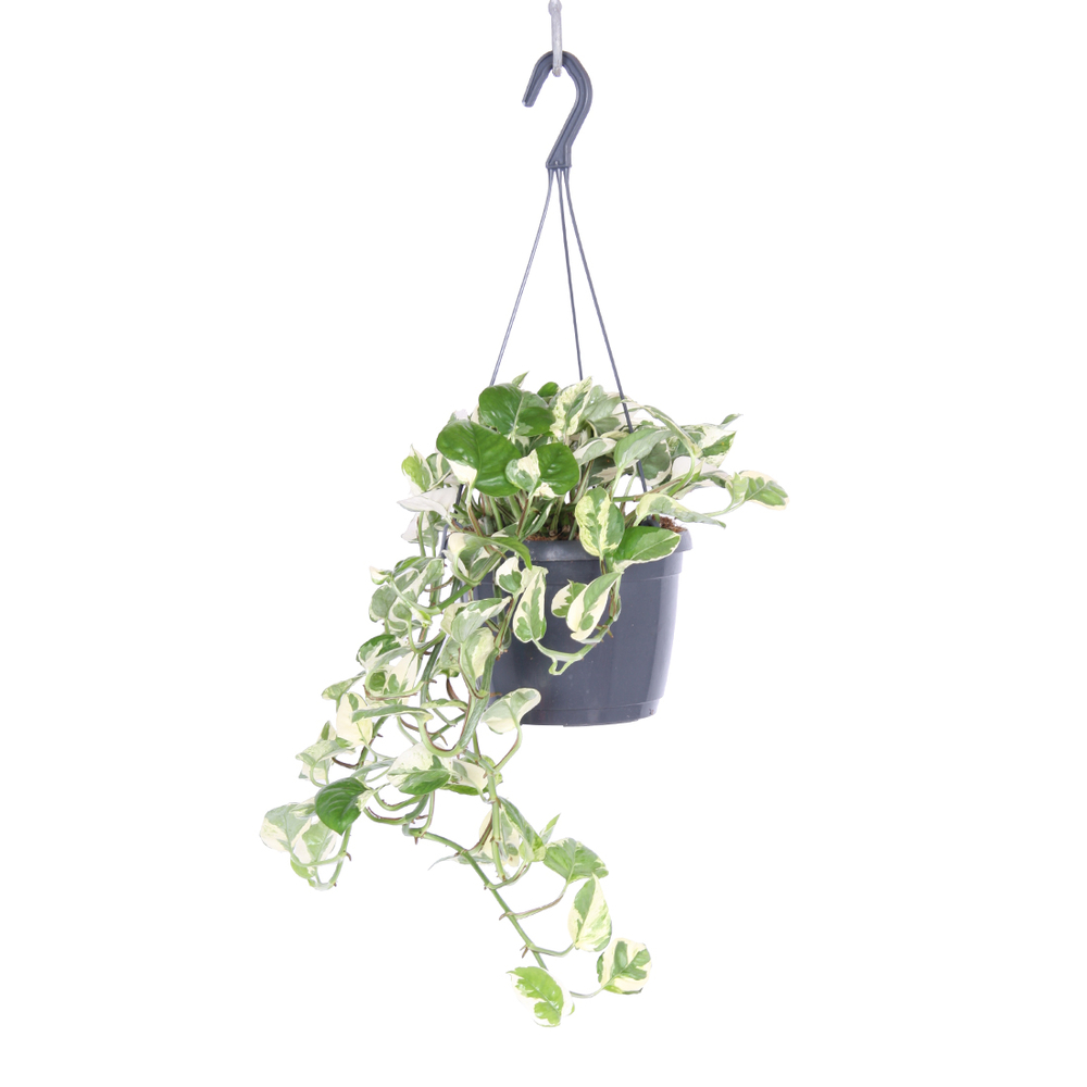 Scindapsus 'N'Joy':suspension D17 cm