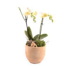 Composition orchidée H. 45 cm - pot D. 16 cm