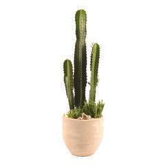 Cactus et succulentes mix : pot D.20cm - H.65cm