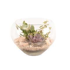 Succulentes sous verre D.25cm - H19cm