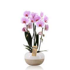 Orchidée Phalaenopsis cascade 2 tiges céramique D 22 cm 