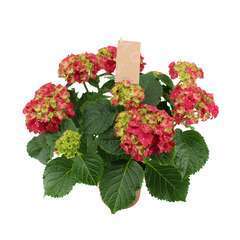 Hortensia 'Fire Red':7 fleurs et plus pot D14 cm