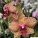 Orchidée Phalaenopsis Jupiter 2 tiges, en pot D.12cm
