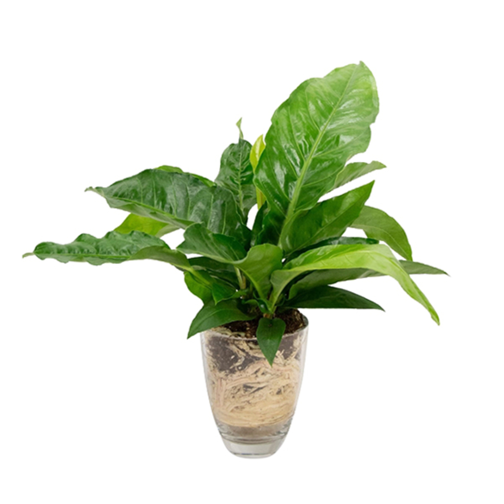 Anthurium en vase D18cm 