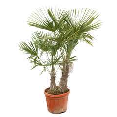 Palmier de Chine - Trachycarpus fortunei : pot de 45 litres - 2 tiges