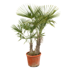 Palmier de Chine - Trachycarpus fortunei : pot de 45 litres - 2 tiges