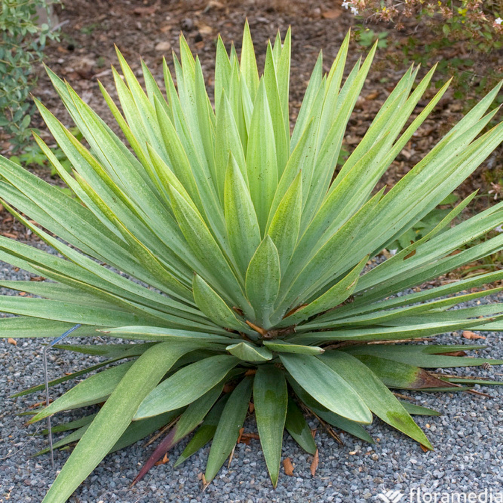 Yucca gloriosa 'Lone Star' Pot 20L