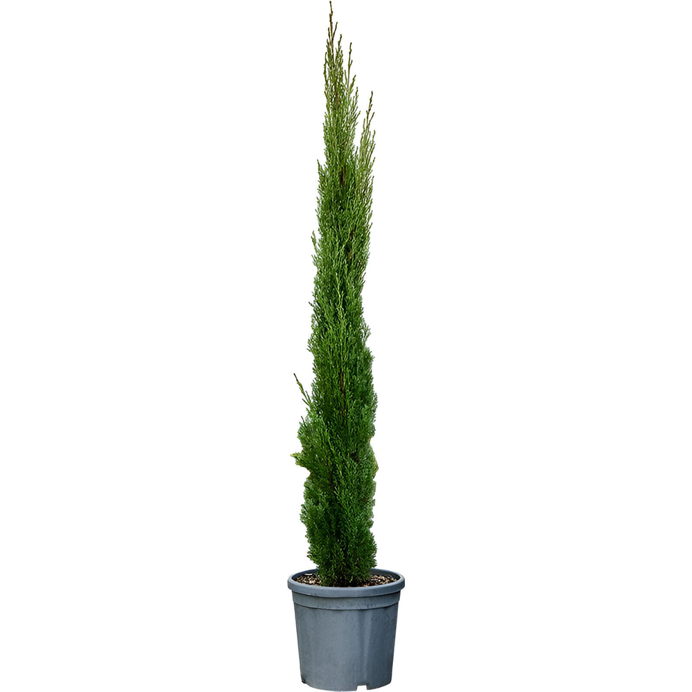 Cupressus Totem : pot de 18L