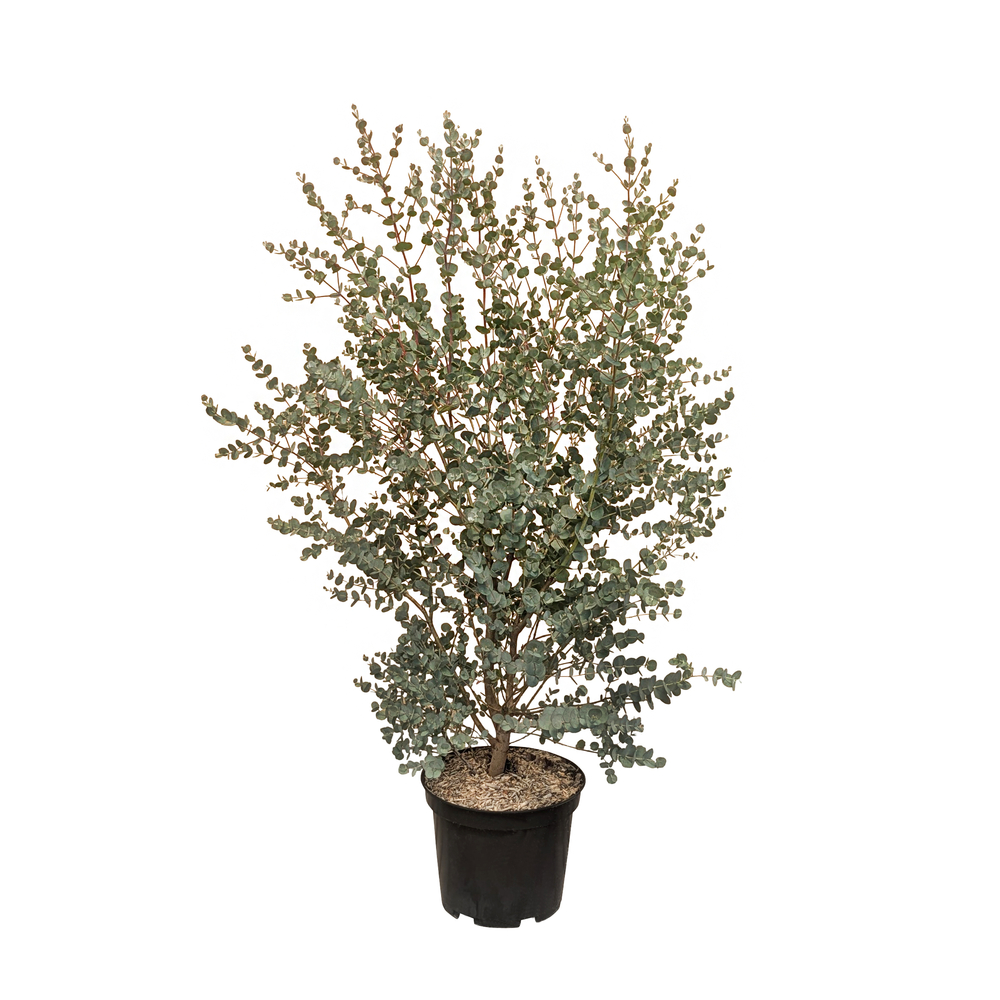 Eucalyptus 'Azura®' : pot 10L