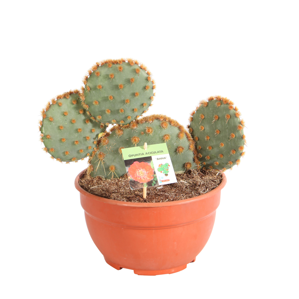 Opuntia, en coupe : pot de D. 25 cm