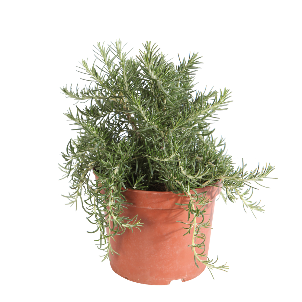 Romarin 'Prostratus' : Pot D 18cm/ 2,5L 