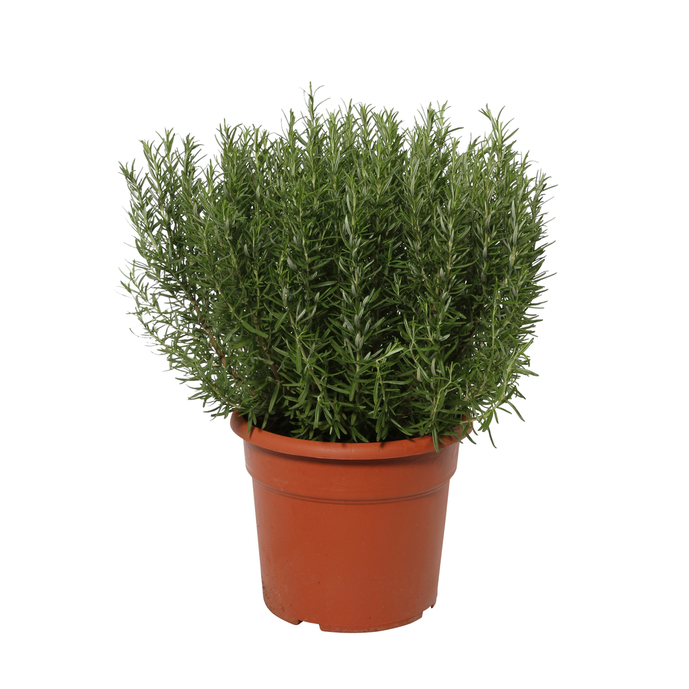 Plant de romarin : pot de 10L, D28cm