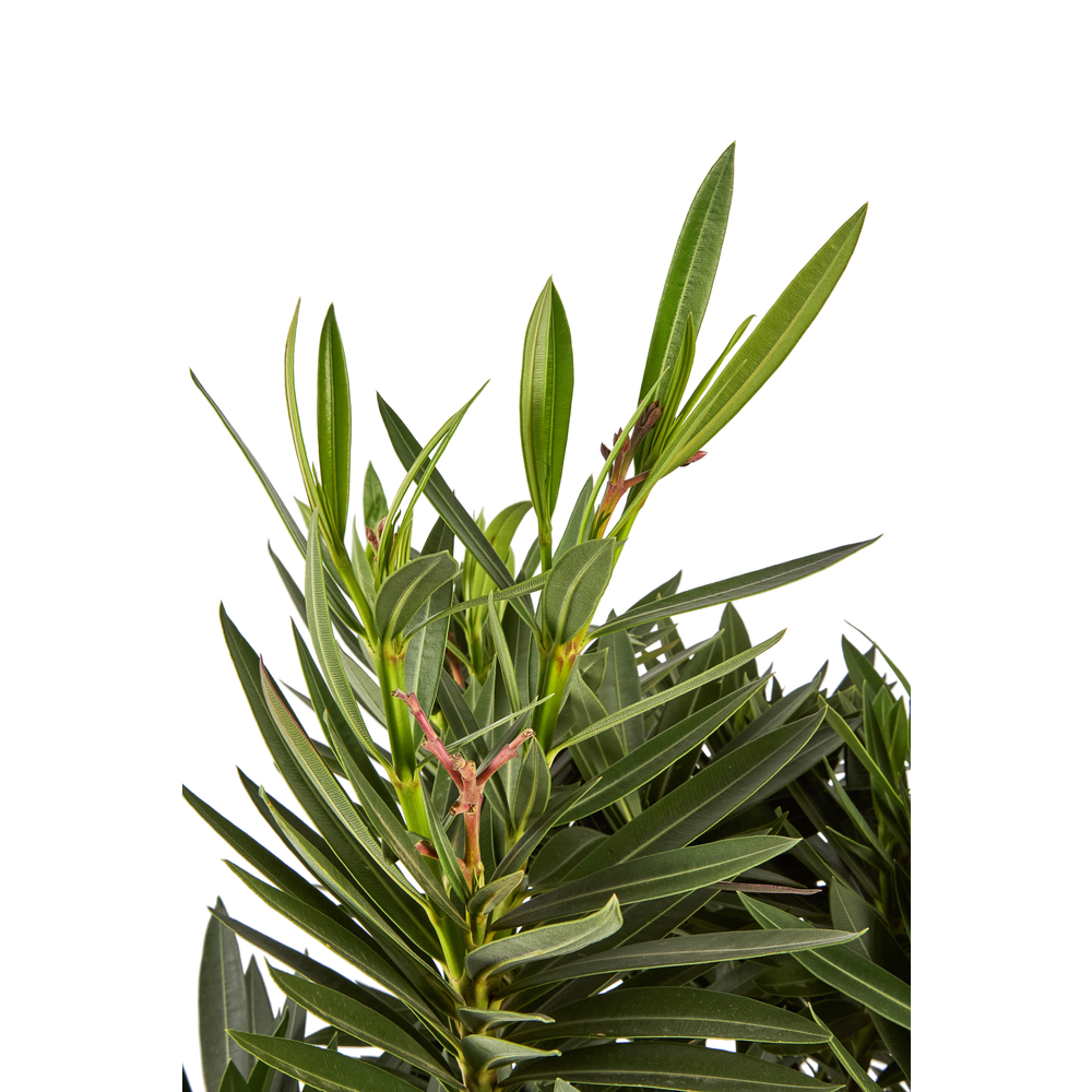 Nerium Oleander - tronc fort : pot de D.26cm