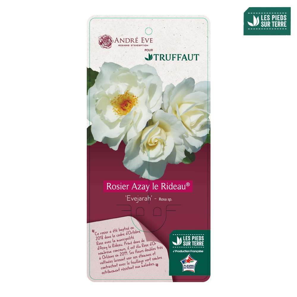 Rosier Azay le Rideau' pot 5L