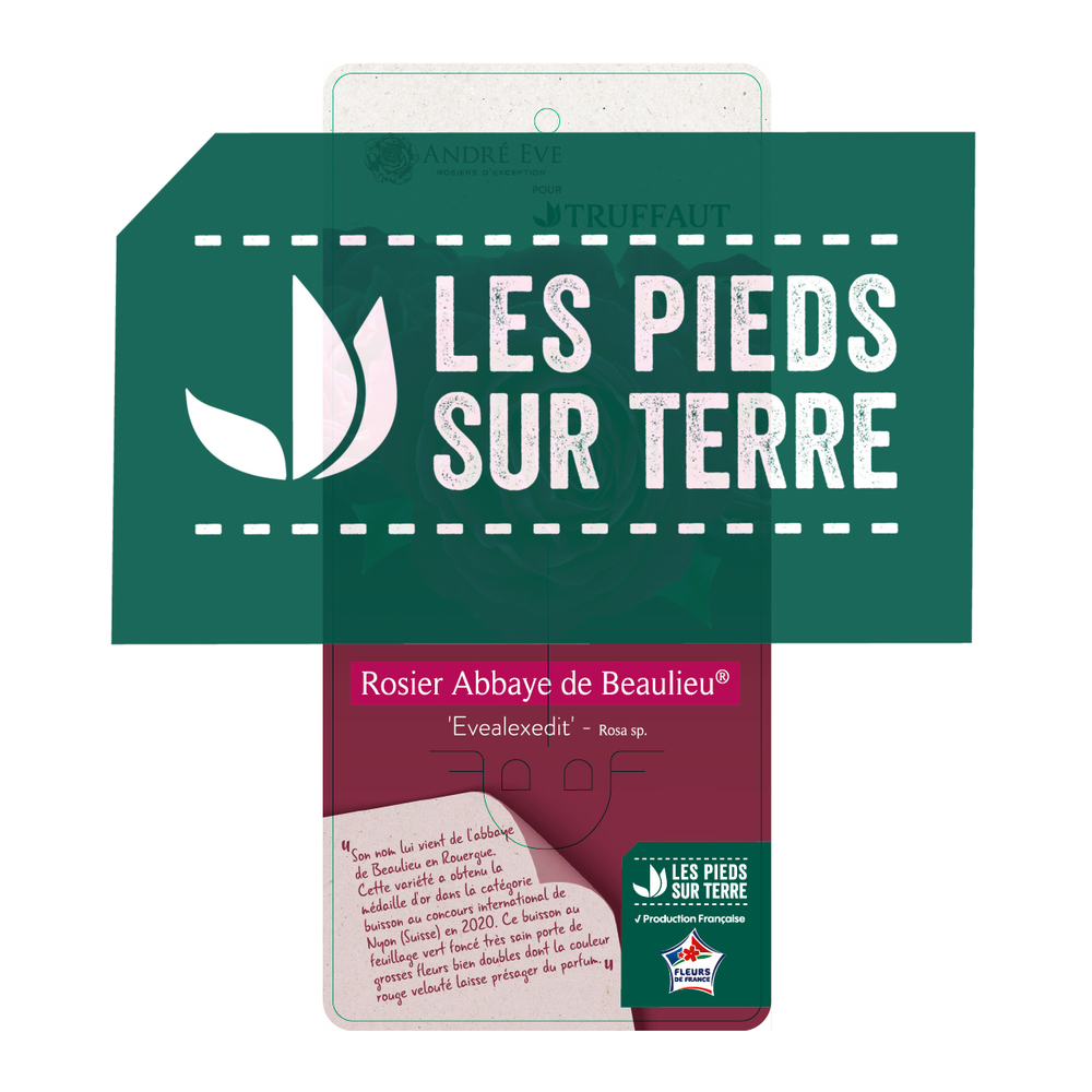 Rosier Abbaye de Beaulieu® (Evealexedit) : Pot 5L