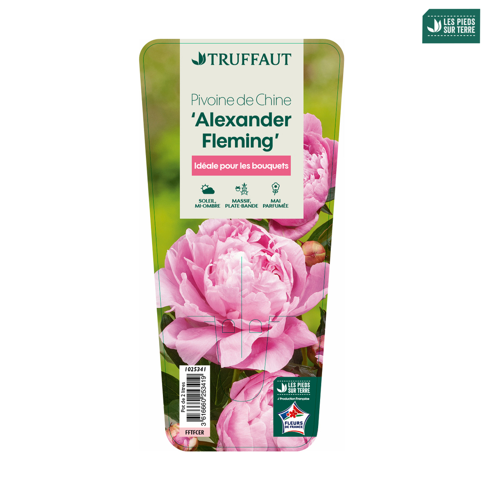 Pivoine 'Alexander Fleming':pot 2L