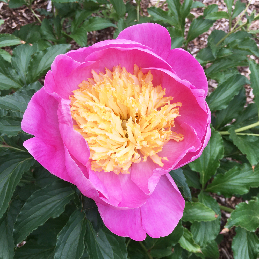 Pivoine 'Bowl of Beauty':pot 2L
