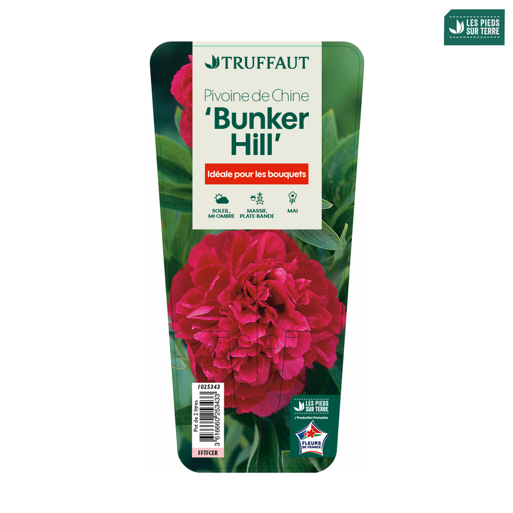 Pivoine 'Bunker Hill':pot 2L