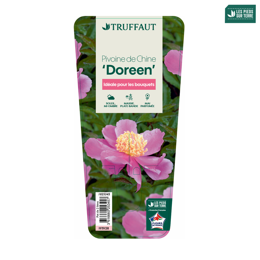 Pivoine 'Doreen':pot 2L
