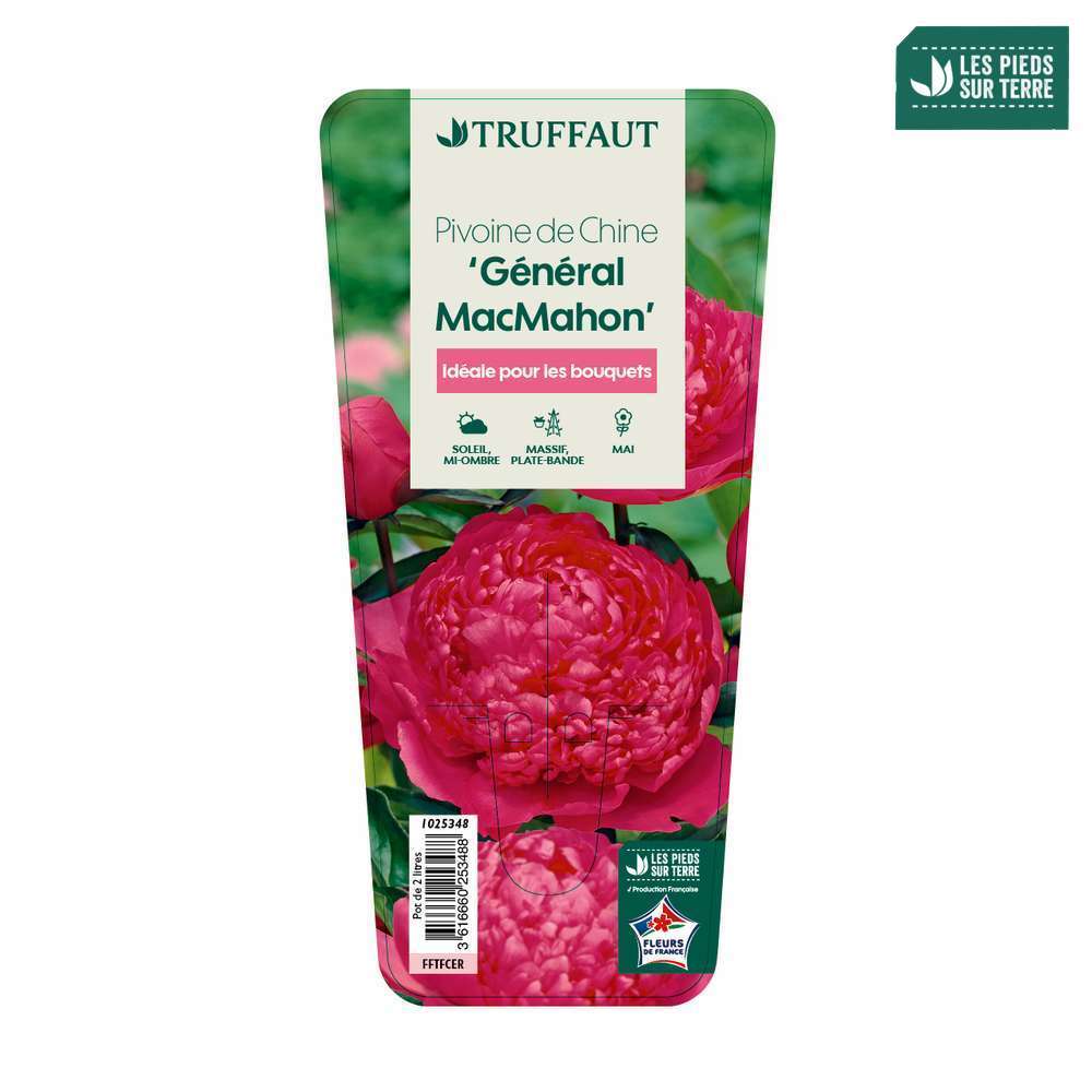 Pivoine de Chine 'Augustin d'Hour': pot 2L