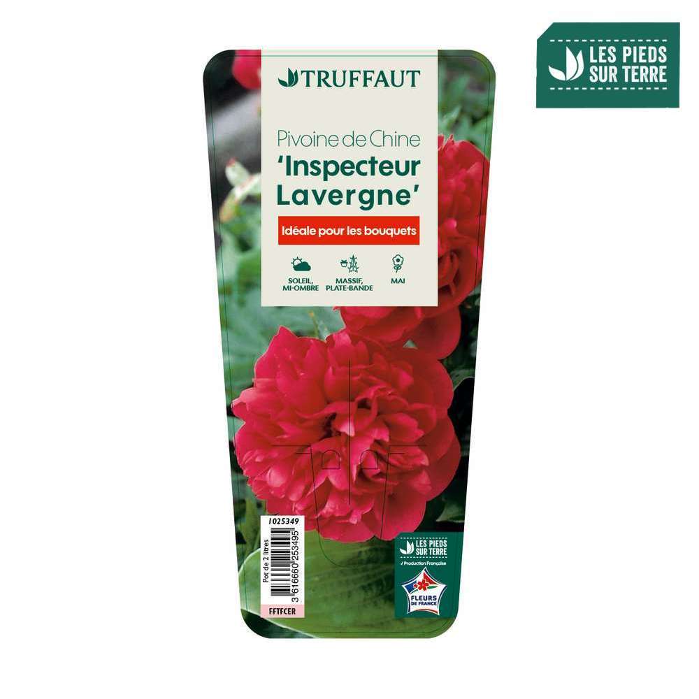 Pivoine 'Inspecteur Lavergne':pot 2L