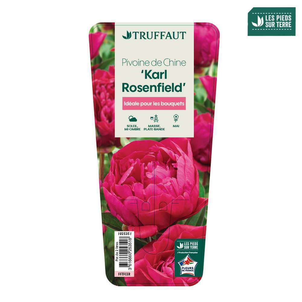 Pivoine 'Karl Rosenfield':pot 2L