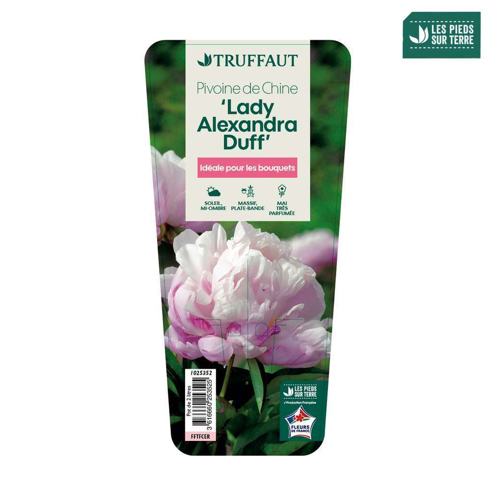 Pivoine 'Lady Alexandra Duff':pot 2L