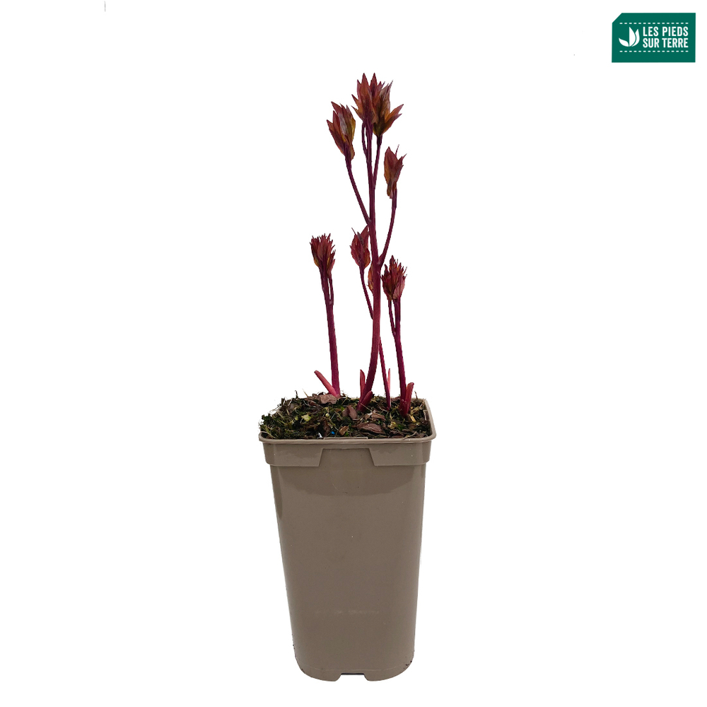 Pivoine 'Monsieur Jules Elie':pot 2L