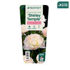 Pivoine 'Shirley Temple':pot 2L