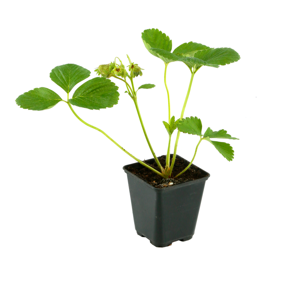 Fraisier 'Cireine':AB pot 0,5L