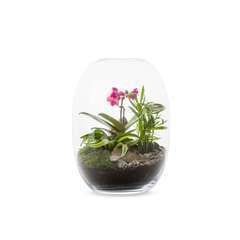 Terrarium 'Kanope' ouvert : orchidée et plantes vertes