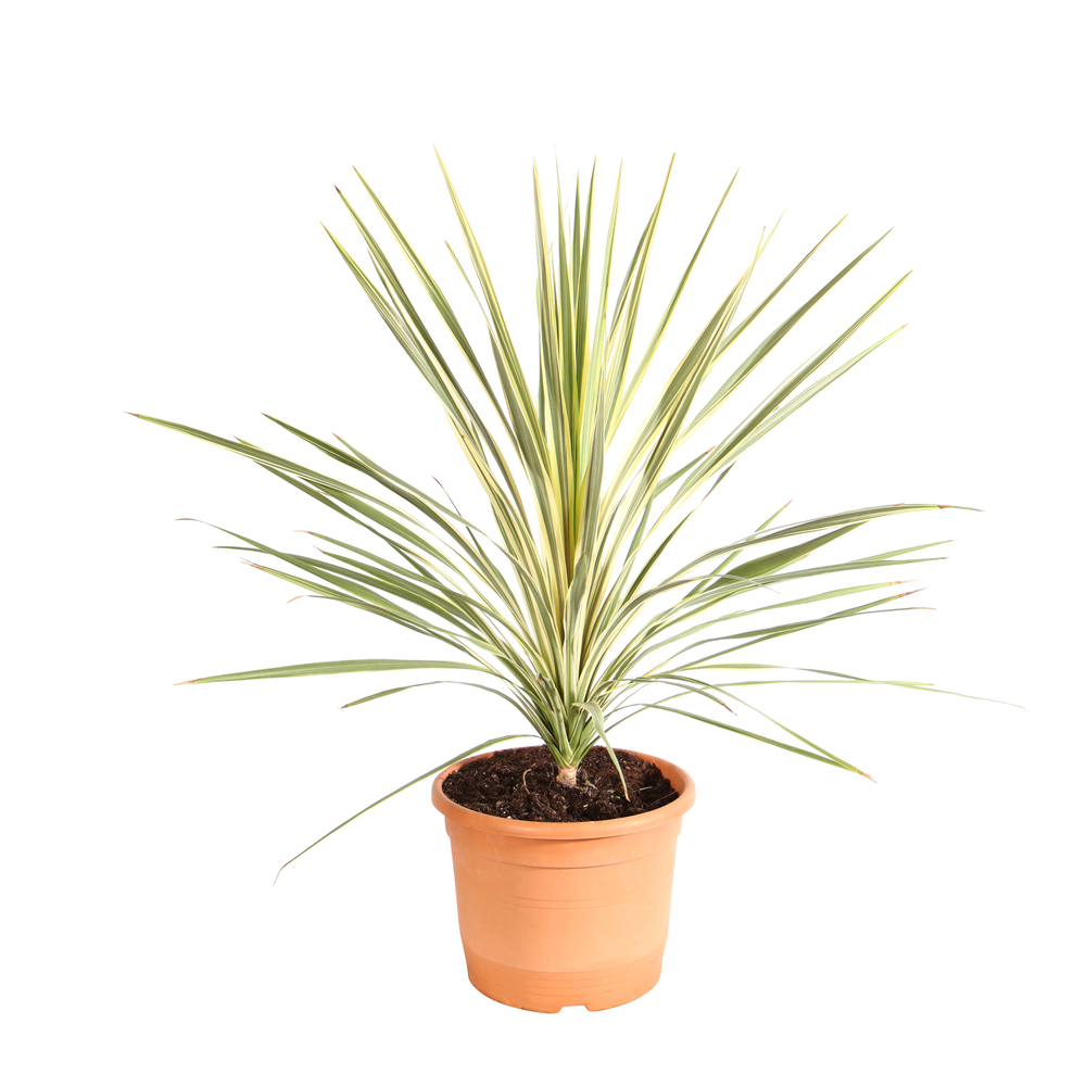 Cordyline australis 'Torbay Dazzler' : pot 15L