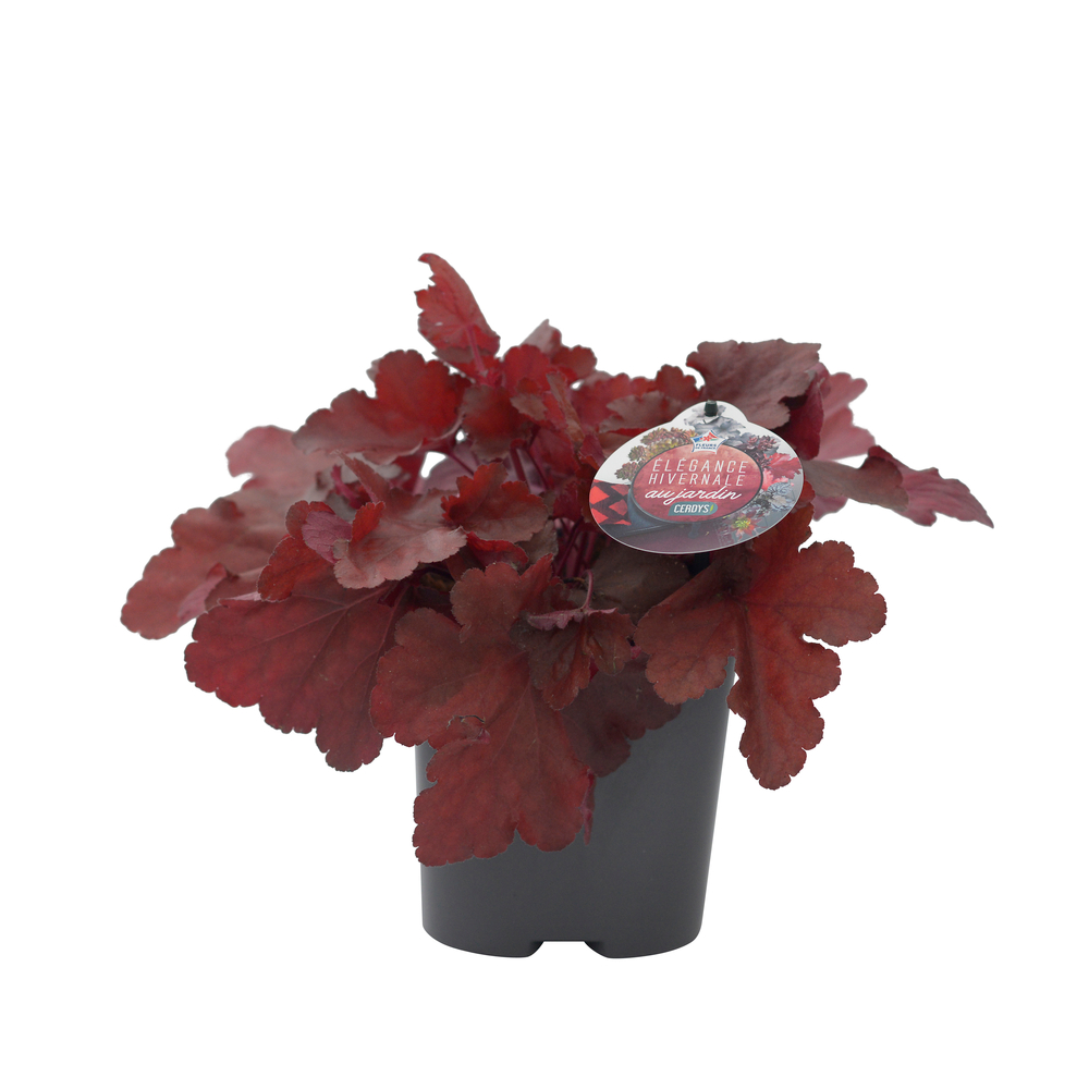 Heuchère 'Forever® Red' : pot 2L