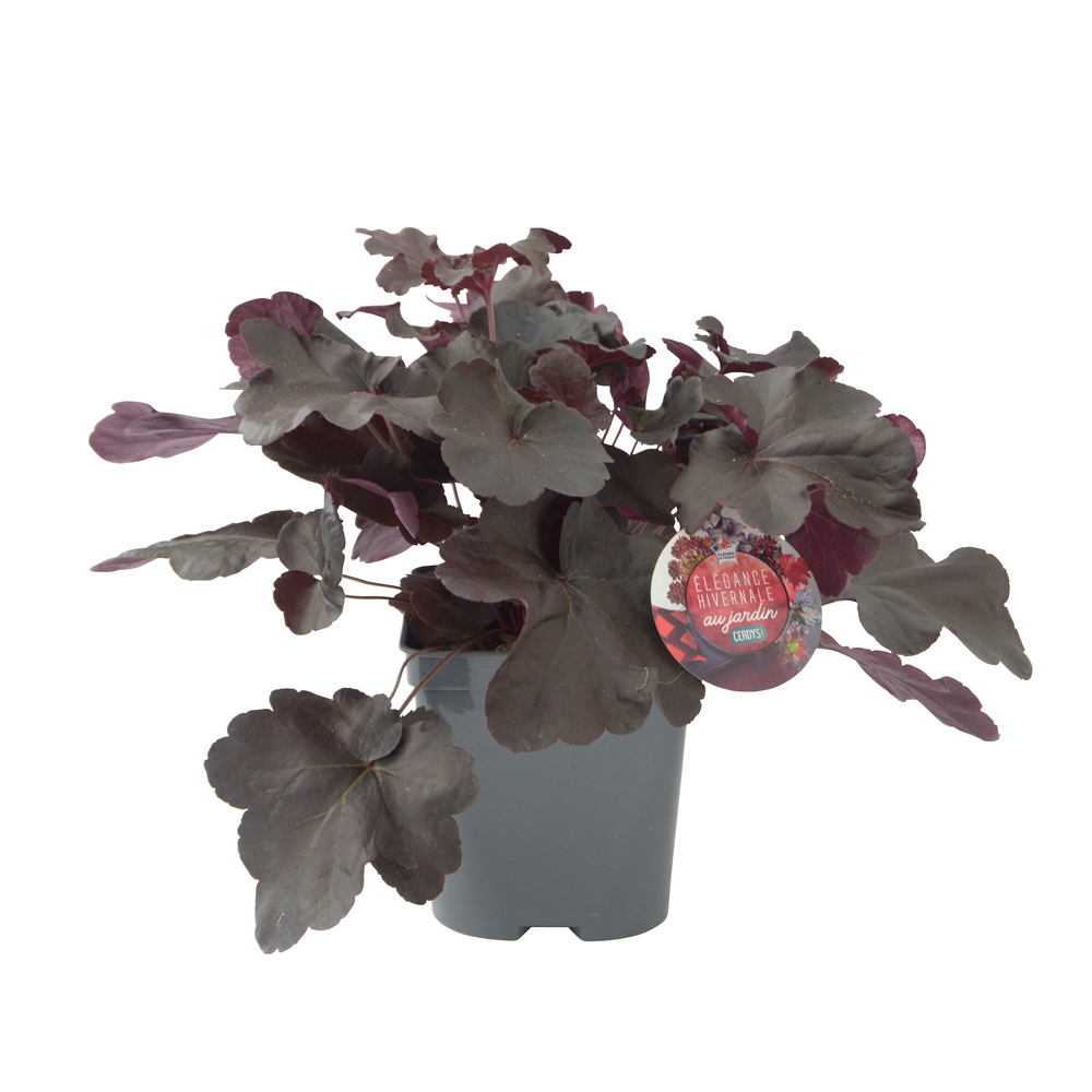 Heuchère 'Obsisian' : pot 2L
