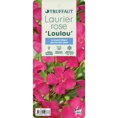 Nerium oleander 'Loulou' pot 5 litres