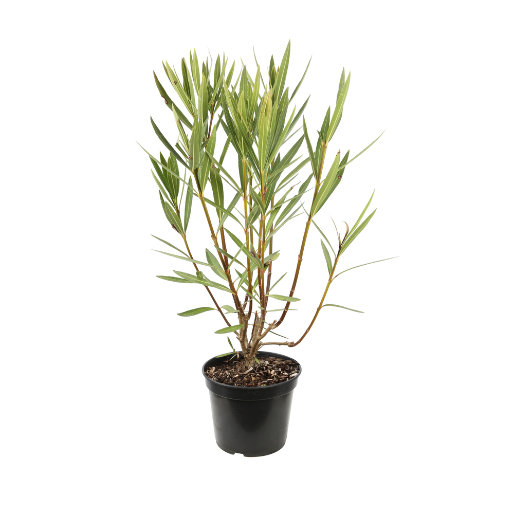 Nerium oleander 'Loulou' pot 5 litres
