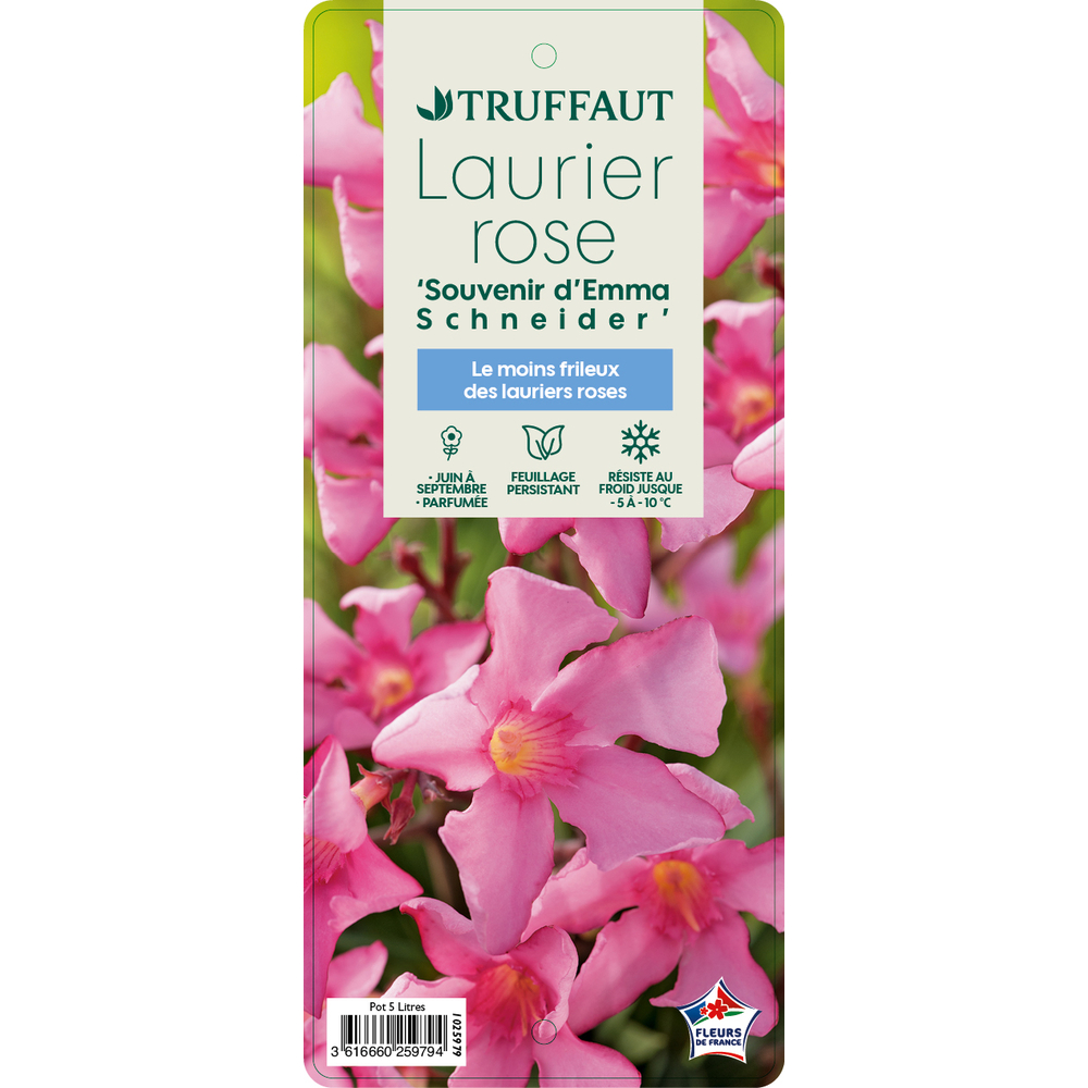 Nerium oleander 'Emma' pot 5 litres 