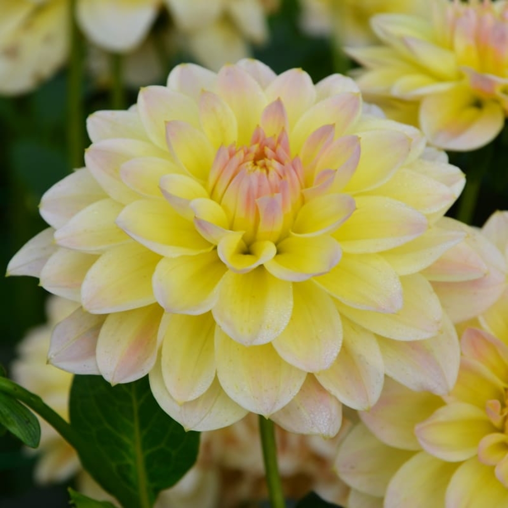 Dahlia Buis.Calin Fdf I X1