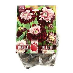 Bulbe de Dahlia Decorative In Love X3