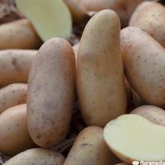 Plants de pommes de terre 'Amandine' en clayette x25
