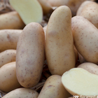Plants de pommes de terre 'Amandine' en clayette x25