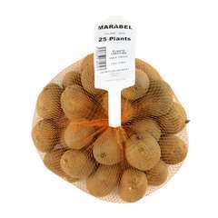 Plants de pommes de terre 'Marabel' en filet x25