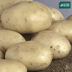 Plants de pommes de terre 'Monalisa' Bio en filet x25