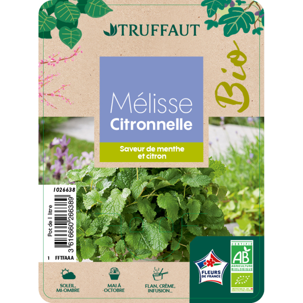 Plants de Mélisse AB : pot de 1L