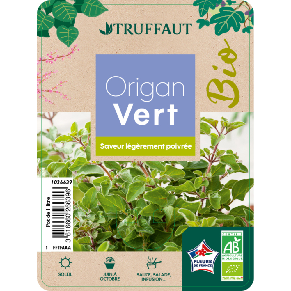 Plant d'origan commun BIO : pot 1 Litre