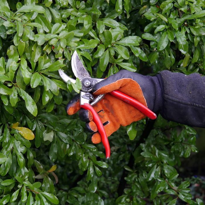 ROSTAING Gants Forest - Gants Protection Pro Cuir Pour Bûcheronnage, Jardinage Et Gros Travaux