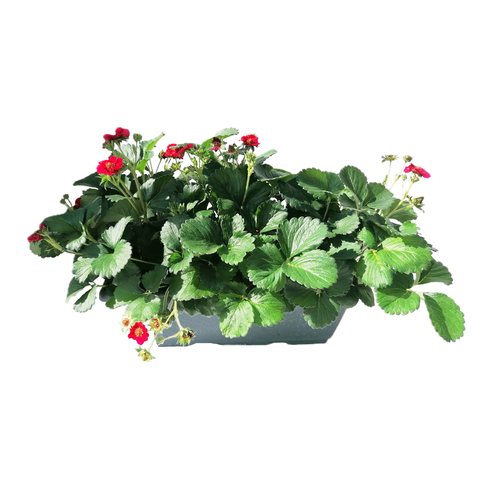 Fraisier 'Summer Breeze Rose F1'- Jardinière L.40cm