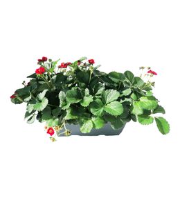 Fraisier 'Summer Breeze Rose F1'- Jardinière L.40cm