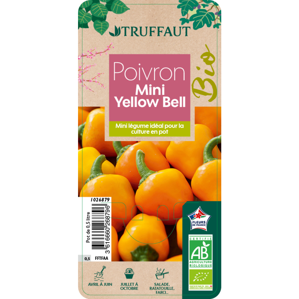 Plant de Poivron 'Mini Chocolate Bell' AB Pot 0,50L
