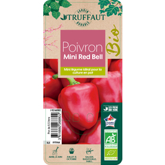 Poivron Mini Bell Red Bio : pot 0.5 litre